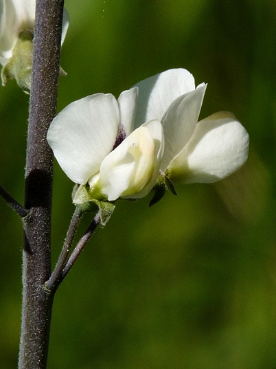 {Baptisia albescens}